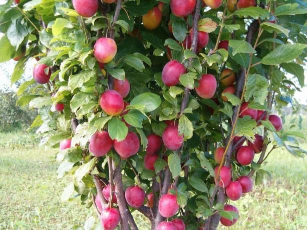 ¿Cómo hacer crecer un árbol de ciruela y reunir una rica cosecha de cada año