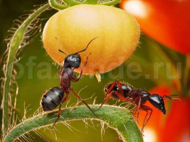 Deshacerse de las hormigas. Ilustración para un artículo se utiliza para una licencia estándar © ofazende.ru