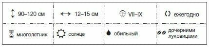 En el centro de Rusia el momento óptimo de gladiolos siembra de otoño a finales de abril y principios de mayo. Un ligero descenso en la temperatura durante este período no es capaz de dañar a los especímenes plantados en el suelo. En el sur se puede sembrar gladiolos a principios de abril. Bajo el calor del sol llega el drenaje del suelo, por lo que demorar la visita jardineros experimentados no se recomienda.