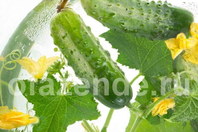 ¿Por qué las hojas retorcidas de pepino - 8 posibles causas