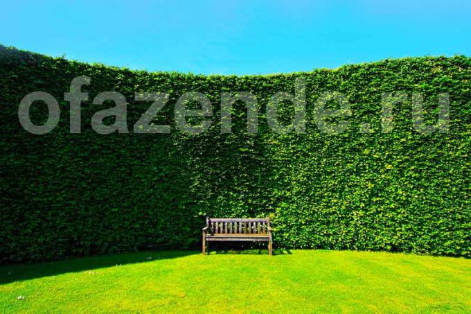 Hedge en su sitio