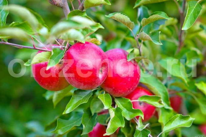 Manzanas en un manzano joven. Ilustración para un artículo se utiliza para una licencia estándar © ofazende.ru