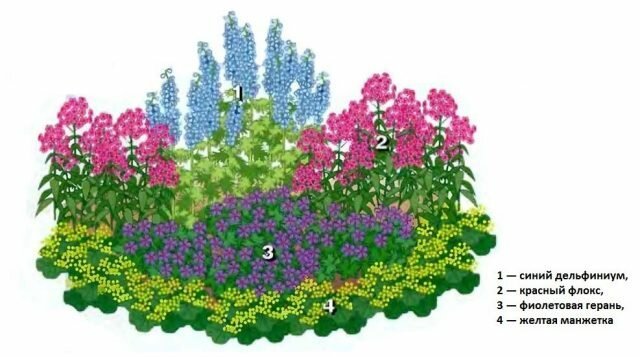 Hermoso jardín de flores "para los perezosos" 4 de perennes adornan cualquier jardín. Diagrama, descripción y foto