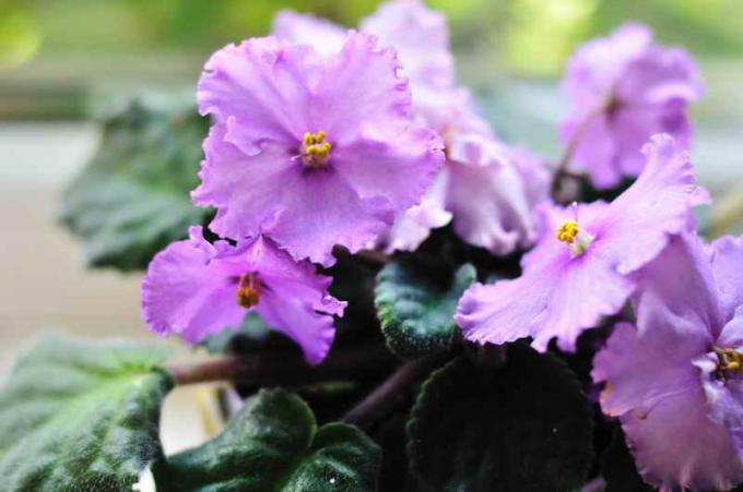 Medidas a la torsión de la hoja de combate en violetas