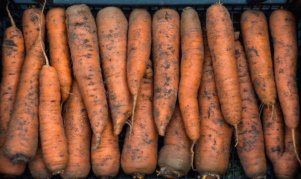 5 errores al almacenar las zanahorias: ¿Cómo no perder la cosecha