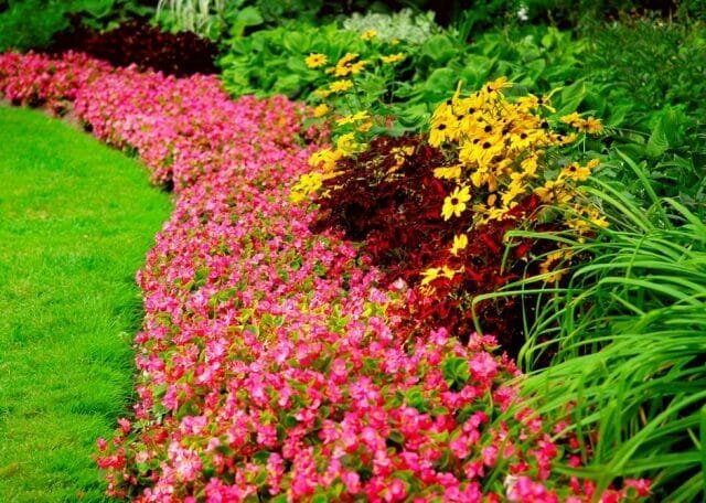 Las plantas perennes - flor para todas las estaciones: Tips jardineros