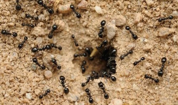 Las hormigas traer muchos beneficios para el jardín. No hay necesidad de destruirlas