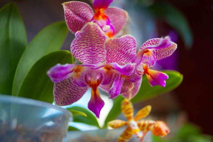 El peróxido de hidrógeno - uno de los mejores fertilizantes para orquídeas