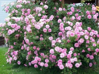 rosas selecciones de Canadá durante la floración