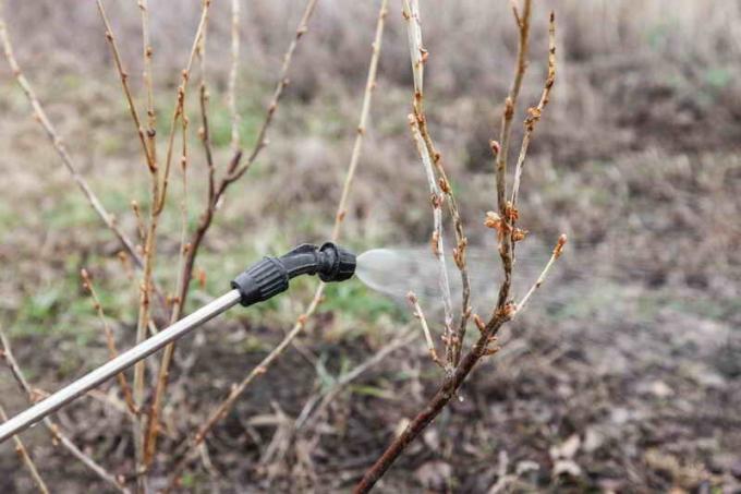 Cómo manejar los arbustos de frambuesas y grosellas