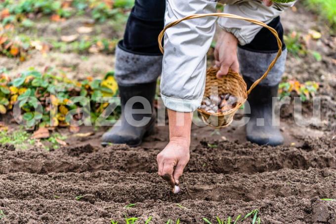 El trabajo en la siembra de los cultivos de hortalizas. Ilustración para un artículo se utiliza para una licencia estándar © ofazende.ru