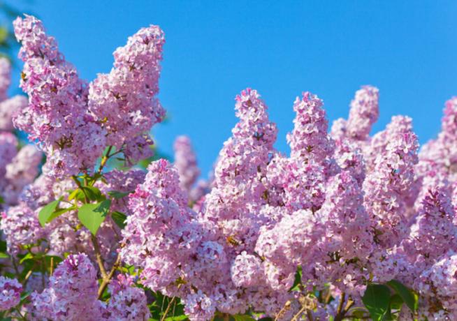 Lila floreciente - un símbolo del verano que se aproxima. Ilustración para un artículo se utiliza para una licencia estándar © ofazende.ru