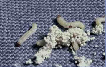 Foto de larvas de polilla alimenticia