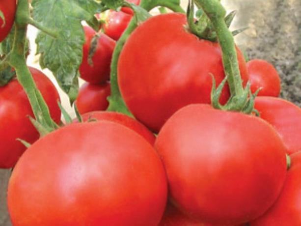 La mayoría de las variedades tempranas de tomates: tipos y descripciones