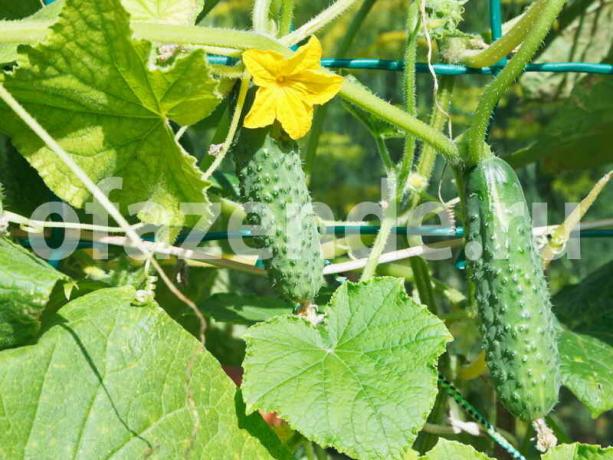 Esta ayuda se extenderá la fructificación de pepino en el invernadero