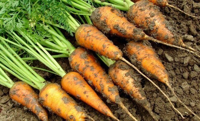 Cómo recoger y conservar las zanahorias hasta la próxima cosecha. mi experiencia