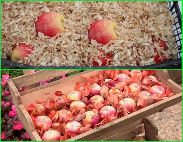 Los métodos para el almacenamiento de invierno de manzanas