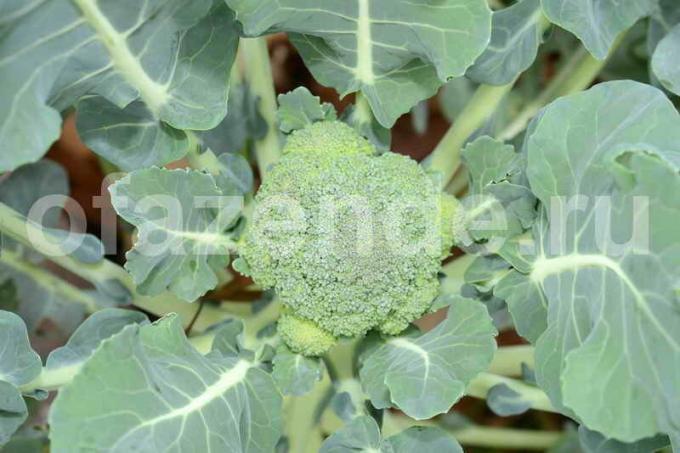 De cultivo de brócoli: 8 consejos