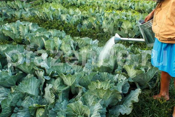 Creciente de repollo en el campo abierto