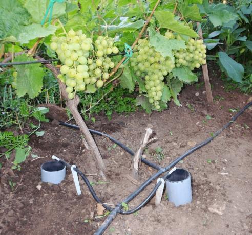 Cómo regar las uvas para obtener una buena cosecha