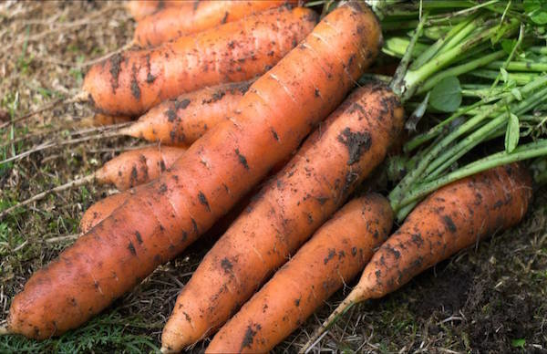 5 zanahorias sembradas antes de insectos invierno: ¿Cómo no perder la cosecha