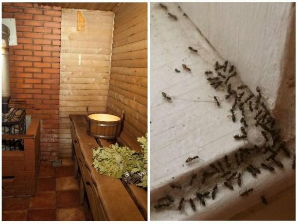Maneras probadas: cómo mostrar las hormigas fuera de la bañera y para evitar su repetición
