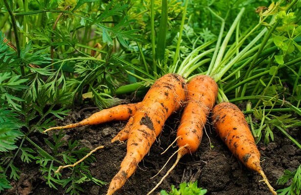 Consejos sobre el cultivo y almacenamiento de zanahorias