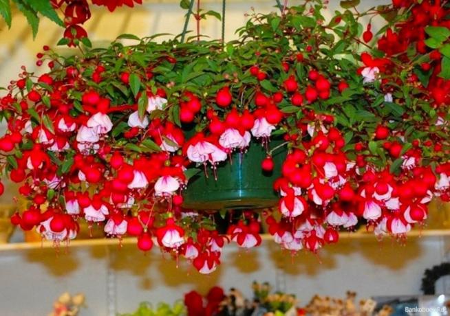 Hermosa habitación de las flores, la belleza que es imposible resistirse: 7 temas clave en el cultivo