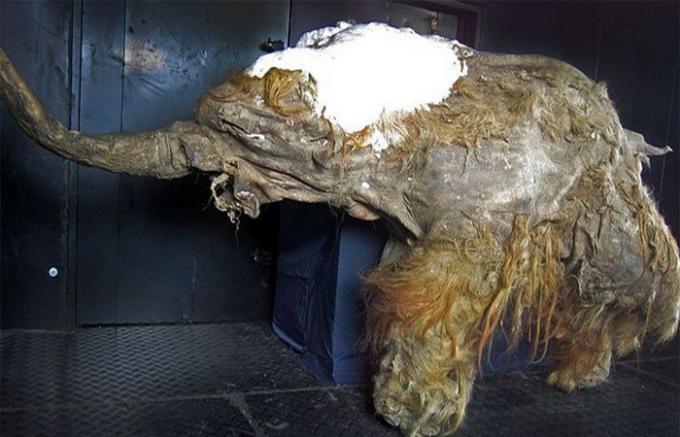 Momia de un mamut.