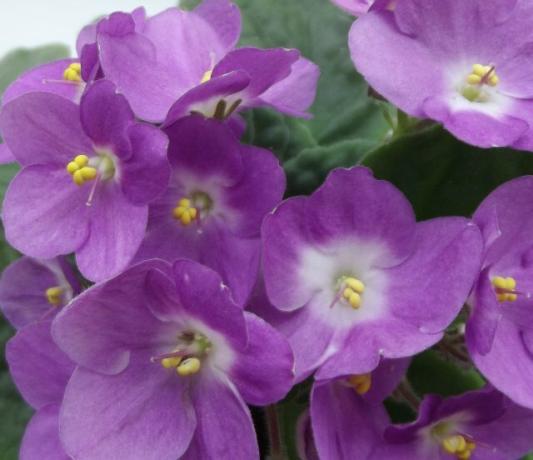 Asintiendo flores de violetas - el conocimiento y la atención adecuada