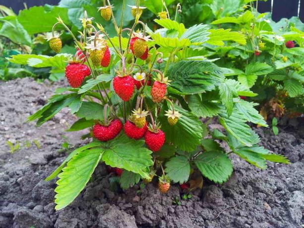 Cómo fresas de plantas - 4 método de siembra