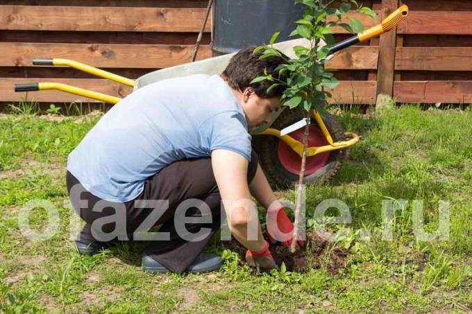 Cuando resorte seedling siembra puede verse afectada por retornables heladas. Ilustración para un artículo se utiliza para una licencia estándar © ofazende.ru