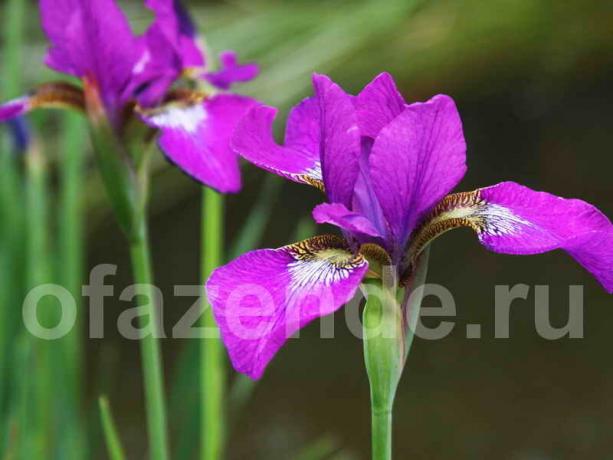 El uso de los iris en el diseño del paisaje del jardín