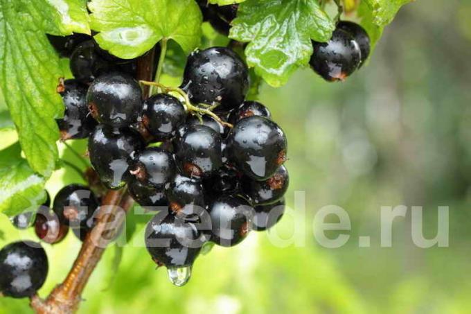15 mejores variedades de grosella negro