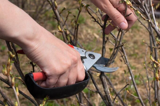 La poda de árboles frutales: cómo y cuándo llevar a cabo