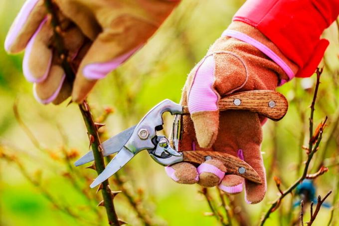 El cuidado de las rosas en otoño