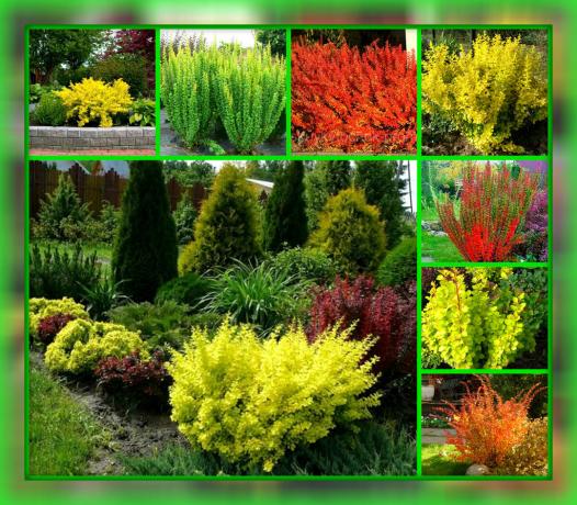 Mediante la plantación de esta planta, que sin problemas y problemas hará que su sitio el más colorido, acogedor y espectacular