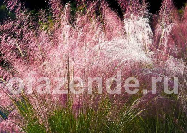 Las hierbas ornamentales en su jardín: consejos para los jardineros