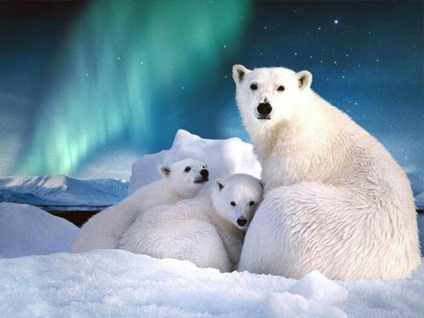 En Svalbard es más de mil especies de osos polares.