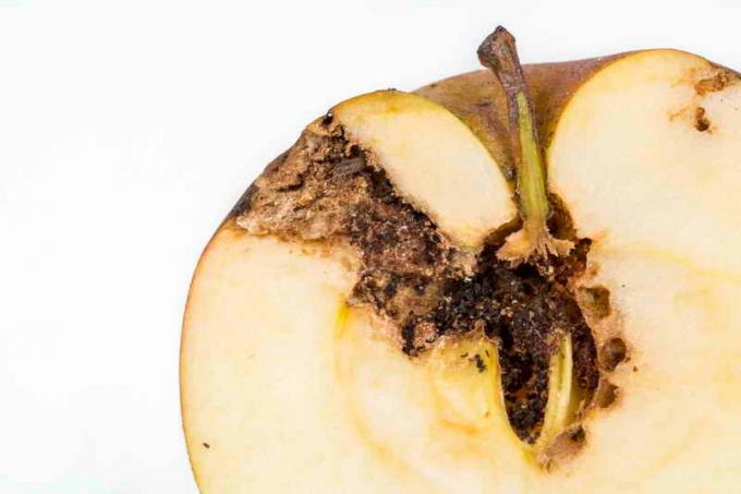Cómo proteger su árbol de manzanas de ognovki y la polilla