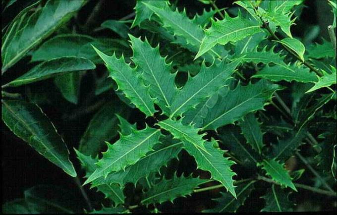 verde oscuro brillante dura hojas fuertemente dentadas alargadas