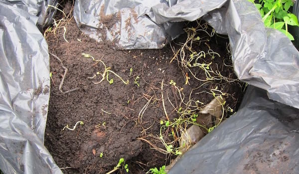 El compost durante 2-3 meses: ¿cómo hacer abono en bolsas