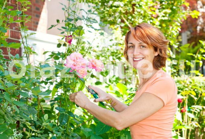 Al crecer el error rosas