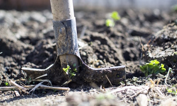 ¿Por qué no cavar un huerto en el otoño: 5 razones