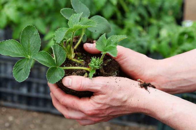 Jardineros del Consejo que van a cambiar el lugar de la fresa