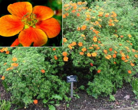 arbusto de hoja pequeña compacta con flores de color naranja