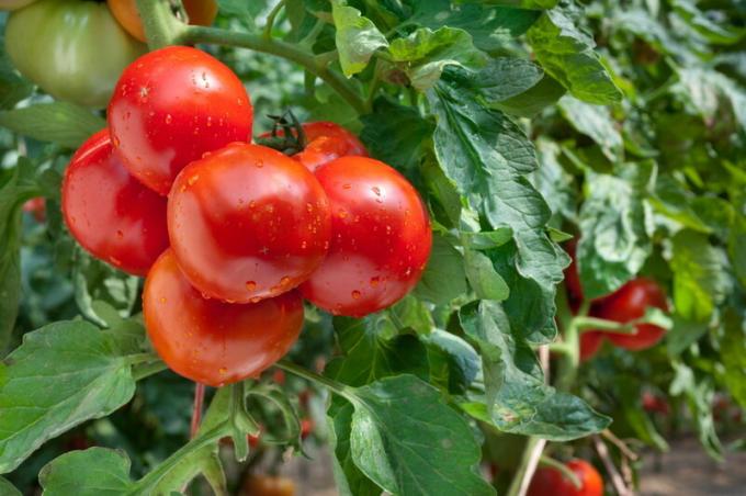 Los tomates en el invernadero. Ilustración para un artículo se utiliza para una licencia estándar © ofazende.ru