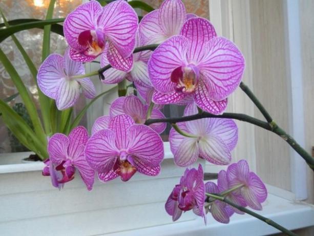 ¿Qué hacer con la orquídea pedúnculo después de la floración hasta la próxima llegará más rápido