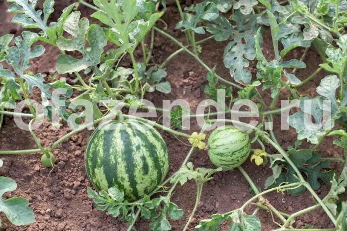 Cinco secretos para ayudar al crecimiento de los melones