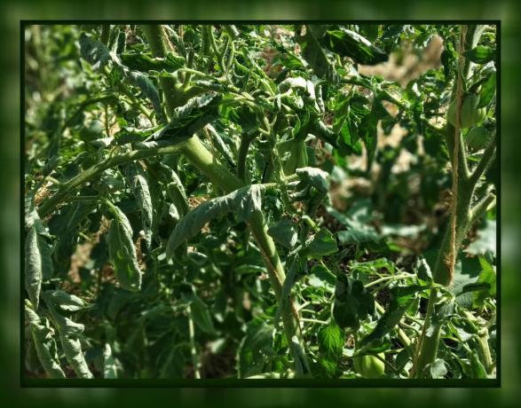 En el tomate leaf curl 🍃 no cunda el pánico! 🍃 Qué hacer: asesoramiento de un jardinero experimentado.